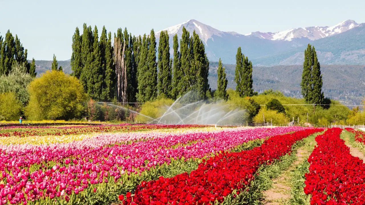 campo de tulipanes en la patagonia