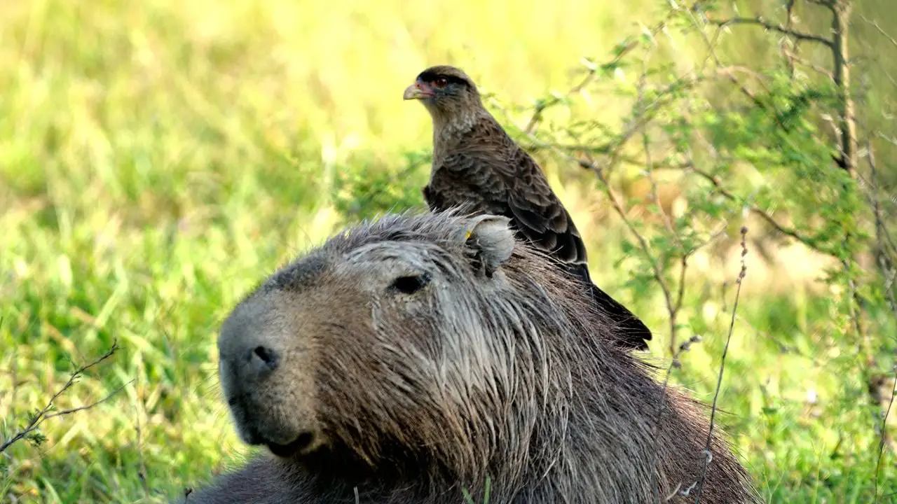 fauna en ibera