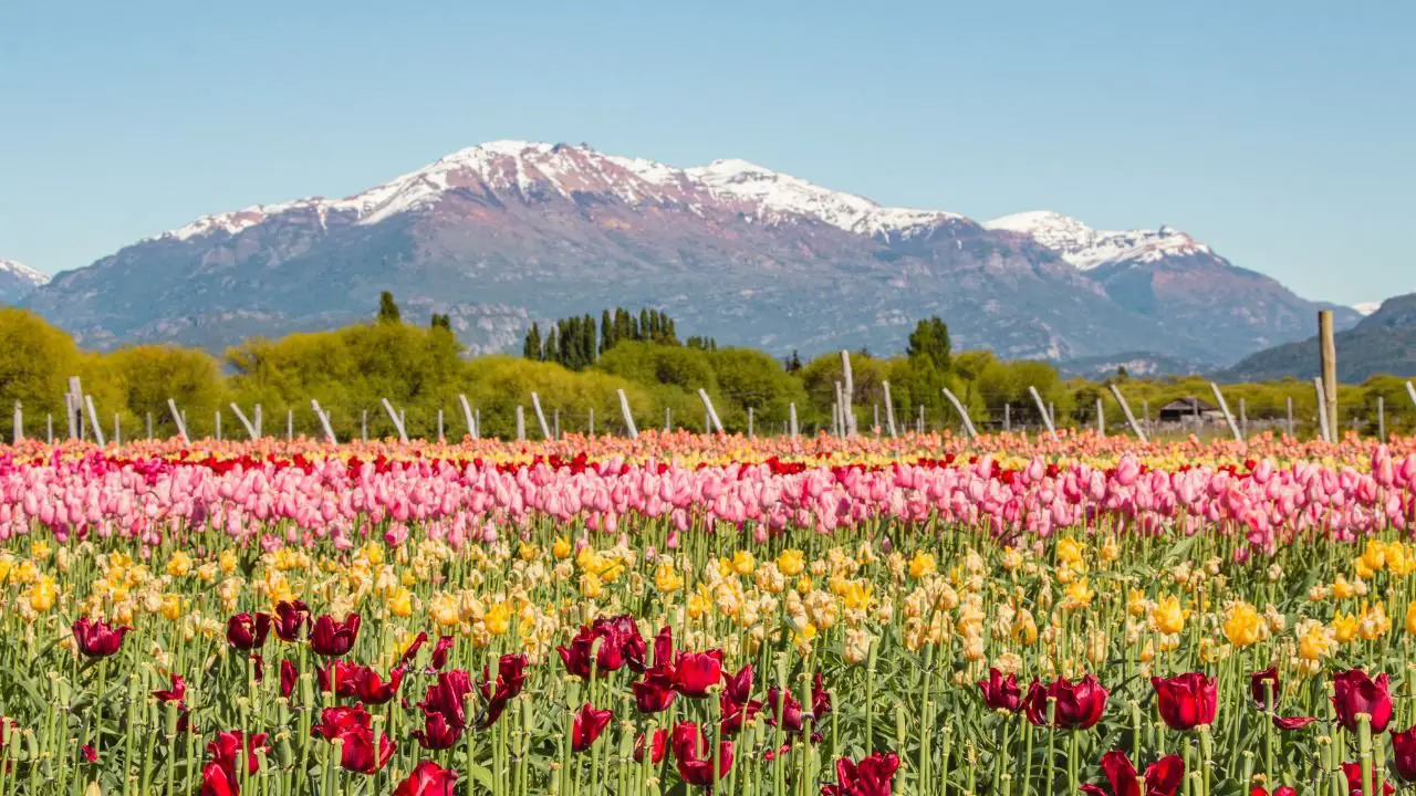 Primavera 2024 en Trevelin: Sumérgete en el Esplendor del Campo de Tulipanes Más Impresionante de la Patagonia