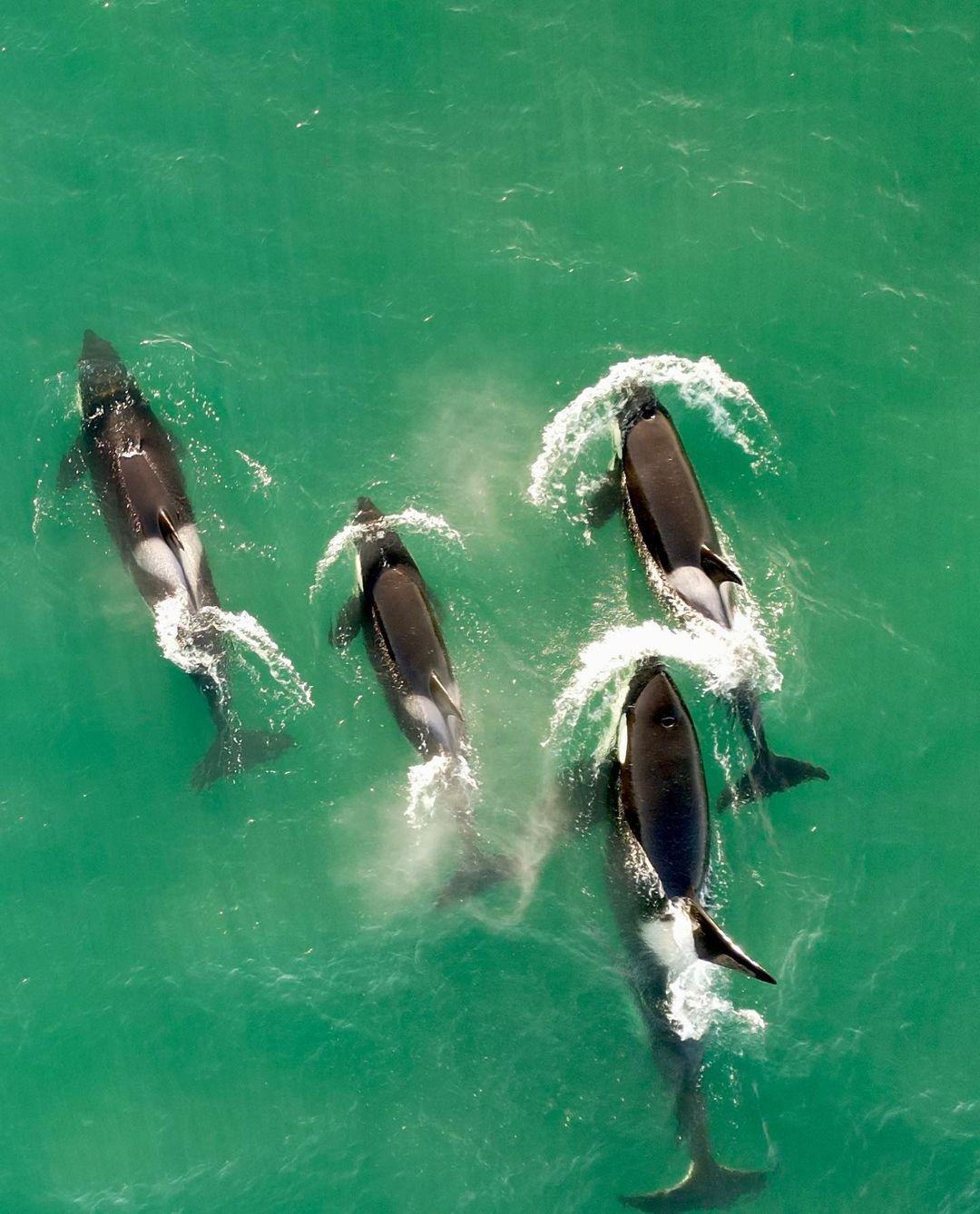 Avistaje de Ballenas en Alta Mar peninsula de valdes