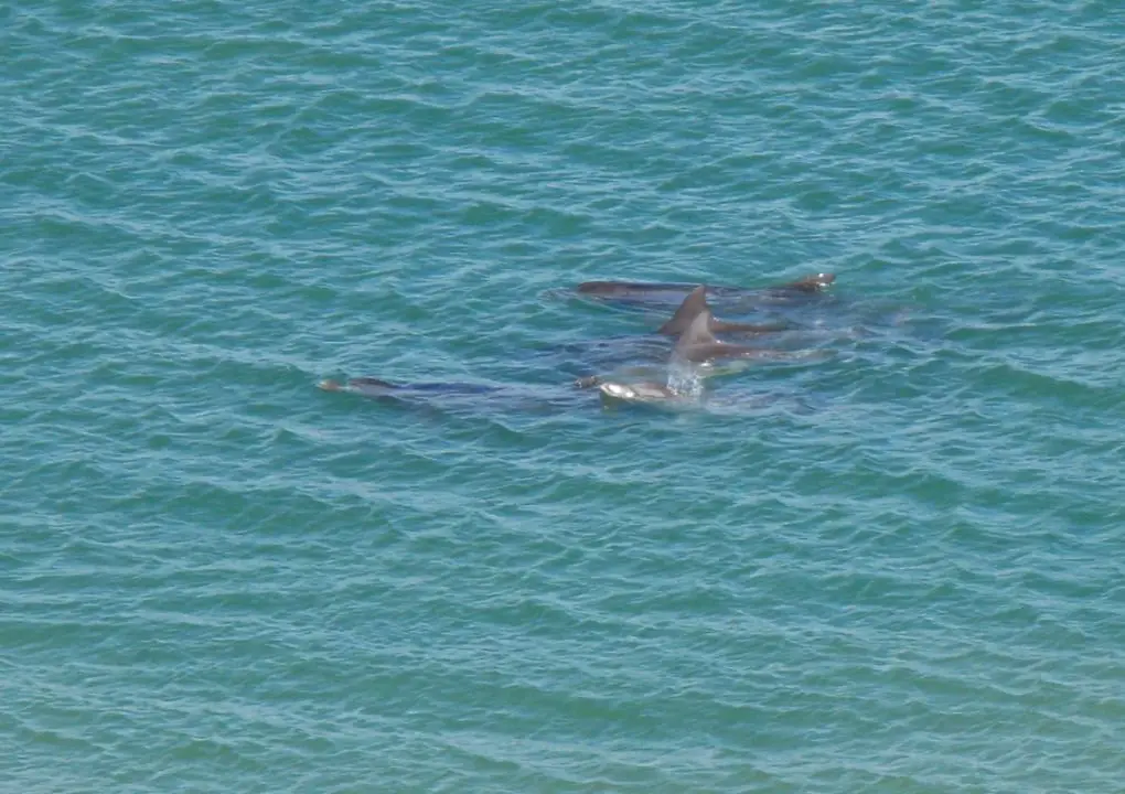 delfines en bahia creek