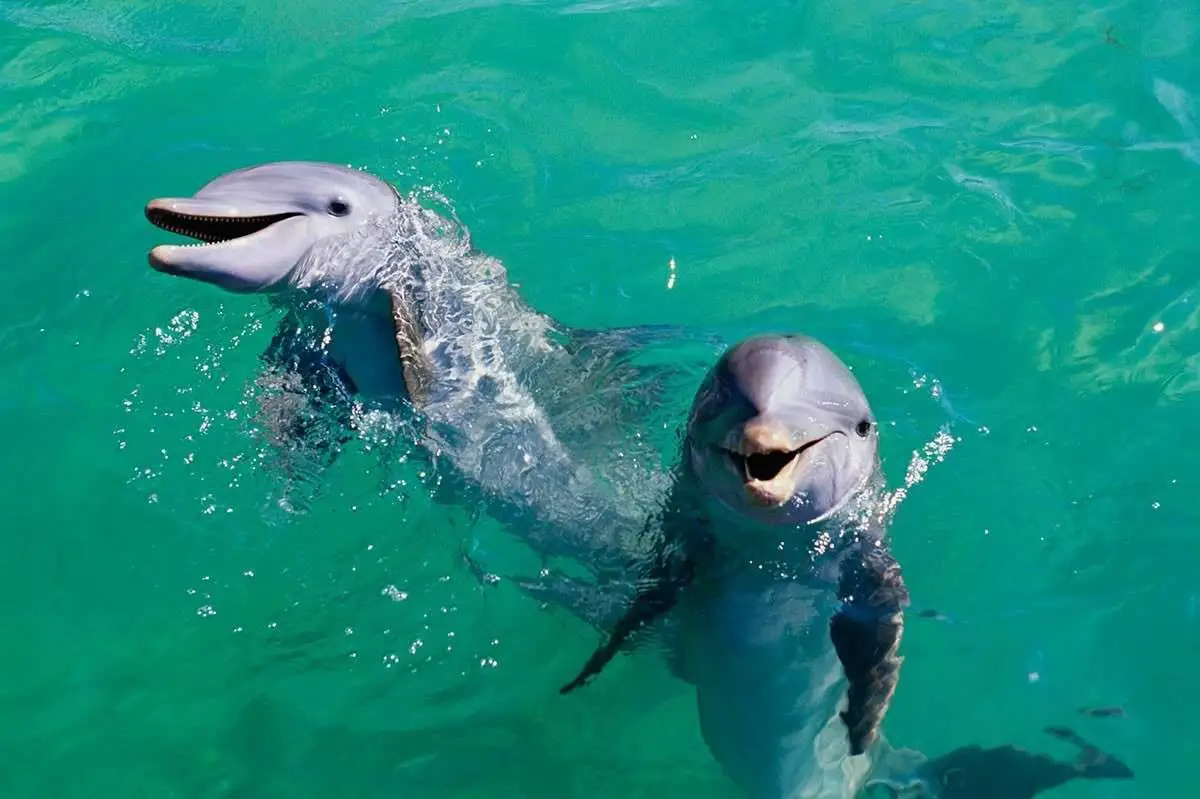 delfines en pipa brasil