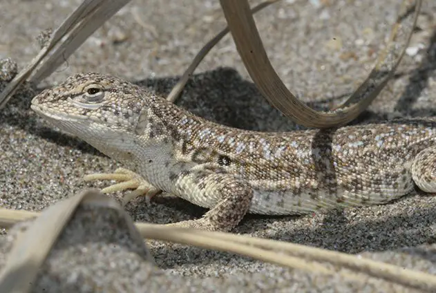 La lagartija de las dunas