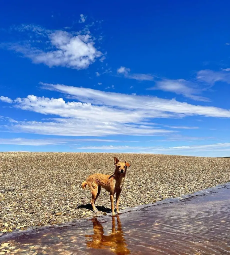 foto de mascota en la playa punta perdices