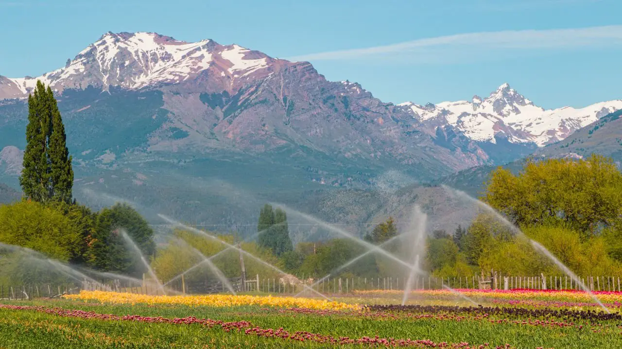 La Patagonia se viste de colores: Guía 2024 para explorar los impresionantes campos de tulipanes al estilo holandés
