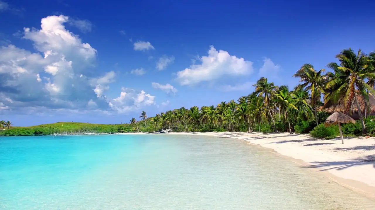 Isla Contoy, Palmeras en Playa Caribe, México