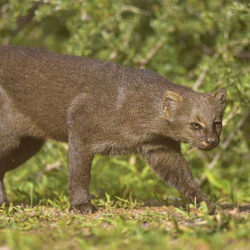 Puma en el Parque Nacional Miramar de Ansenuza