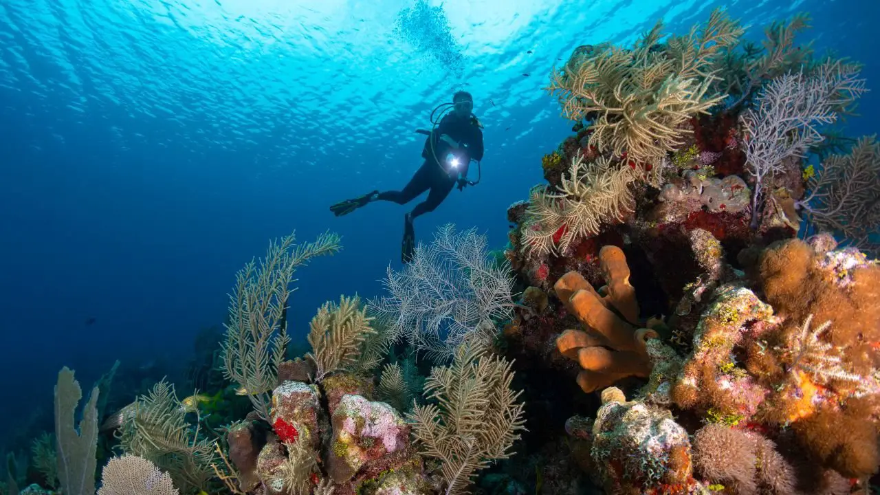 buceo en islas caiman