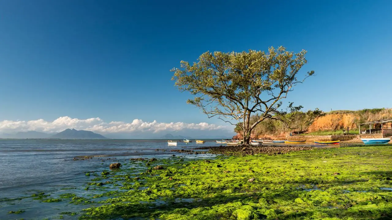 el manglar de Piedra en praia da gorda en buzios brasil