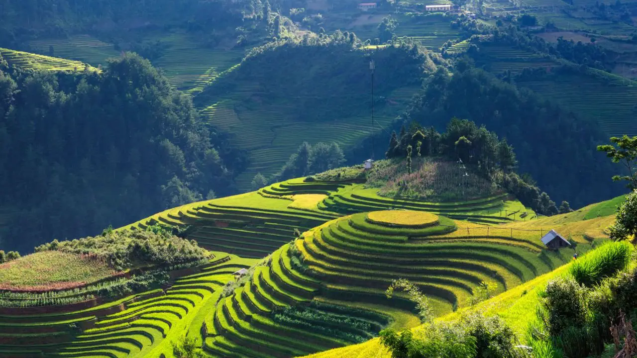 vibrantes terrazas de arroz en vietnam