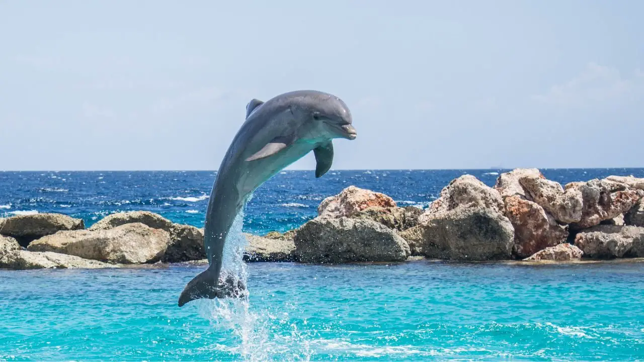 Observar a los delfines en Puerto Madryn