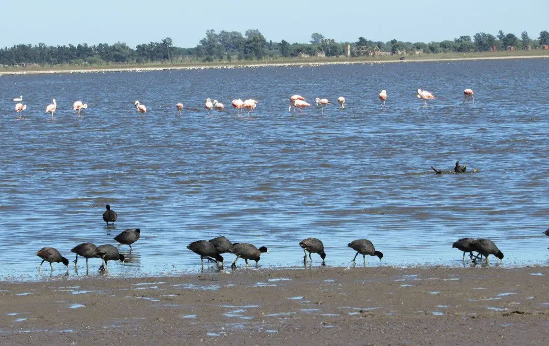 flamingos exoticos en melincue