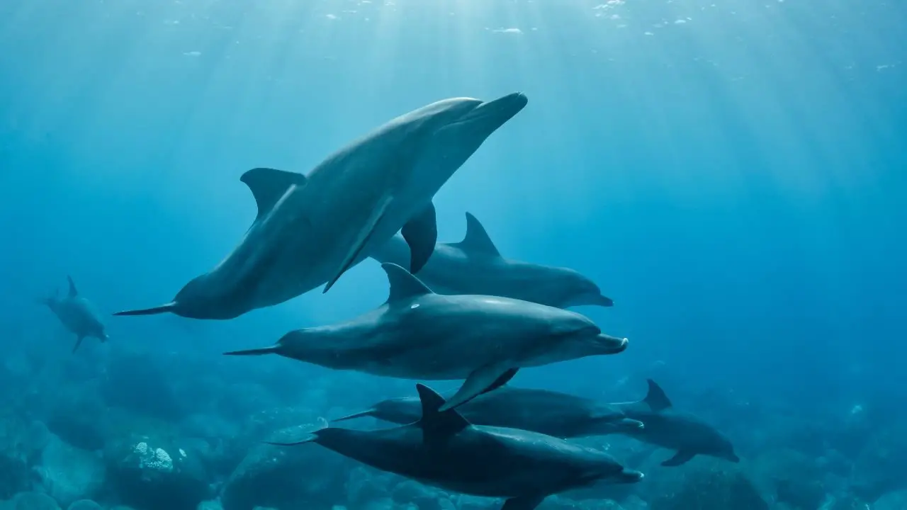 delfines en mundo marino