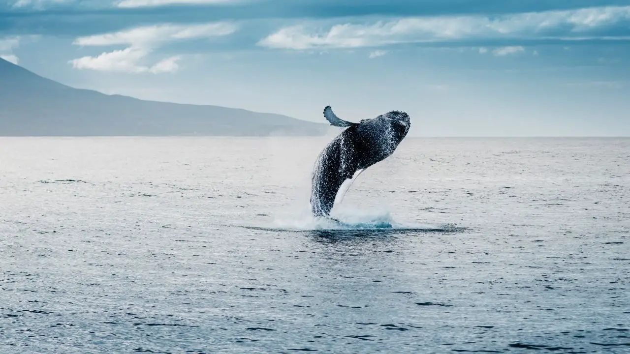 La Maravillosa área natural de Chubut donde podrás contemplar 4 especies de impresionantes ballenas