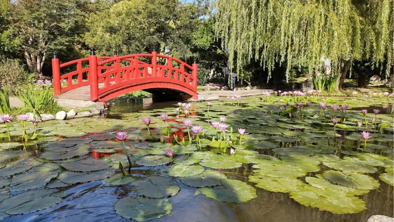 El jardín perfecto para transportarse a Japón, pero en la Provincia de Buenos Aires: Este rincón no lo conocías