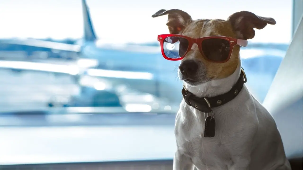 Consejos para viajar con mascotas en vuelos