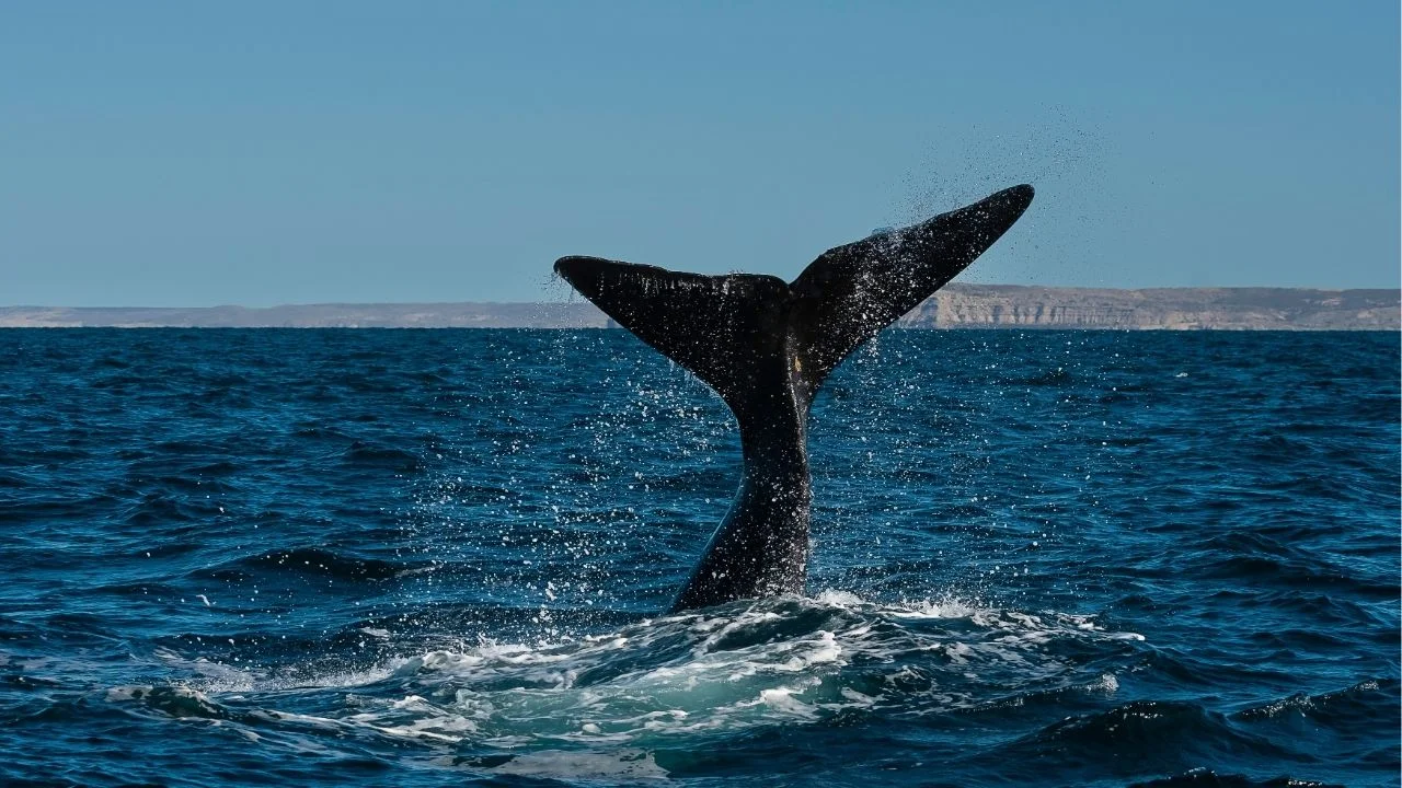 Patagonia: El inesperado retorno de la ballena Sei, una especie desaparecida desde 1929