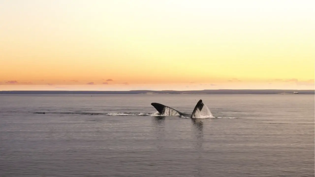 Llegaron las Primeras Ballenas a Puerto Madryn, te contamos dónde avistarlas