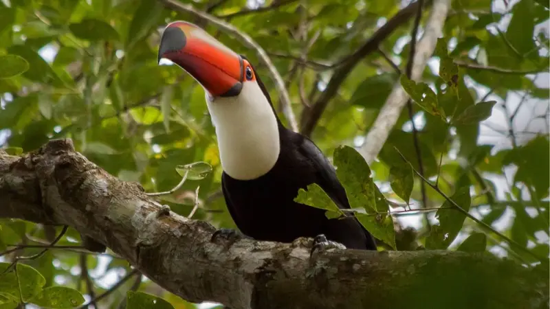 Los animales más llamativos y particulares que encontrarás en el Parque Nacional Iguazú