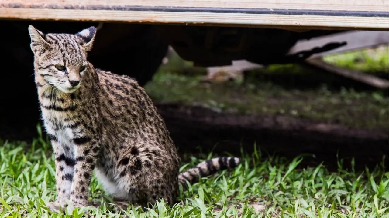 felinos en esteros del ibera