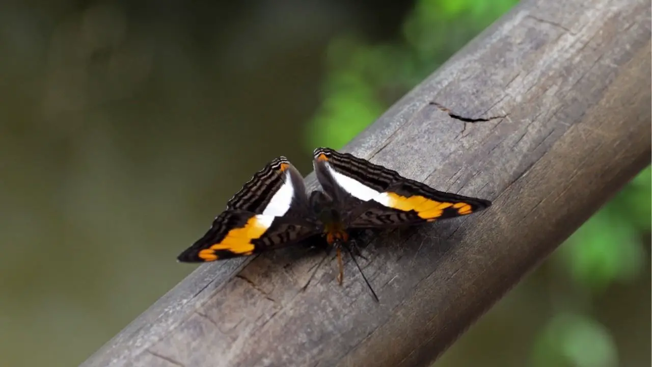 Mariposas del Parque Nacional Iguazú