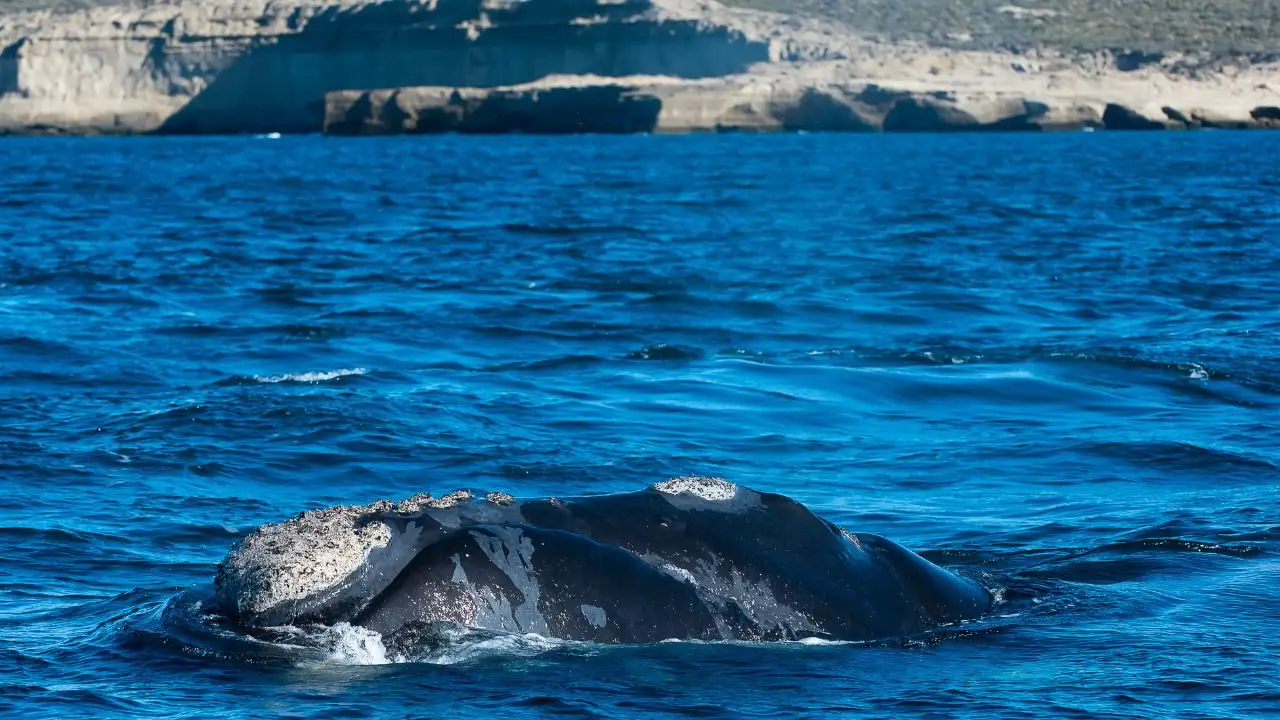 Las 5 mejores localidades para disfrutar al máximo la Península Valdés y el avistaje de ballenas