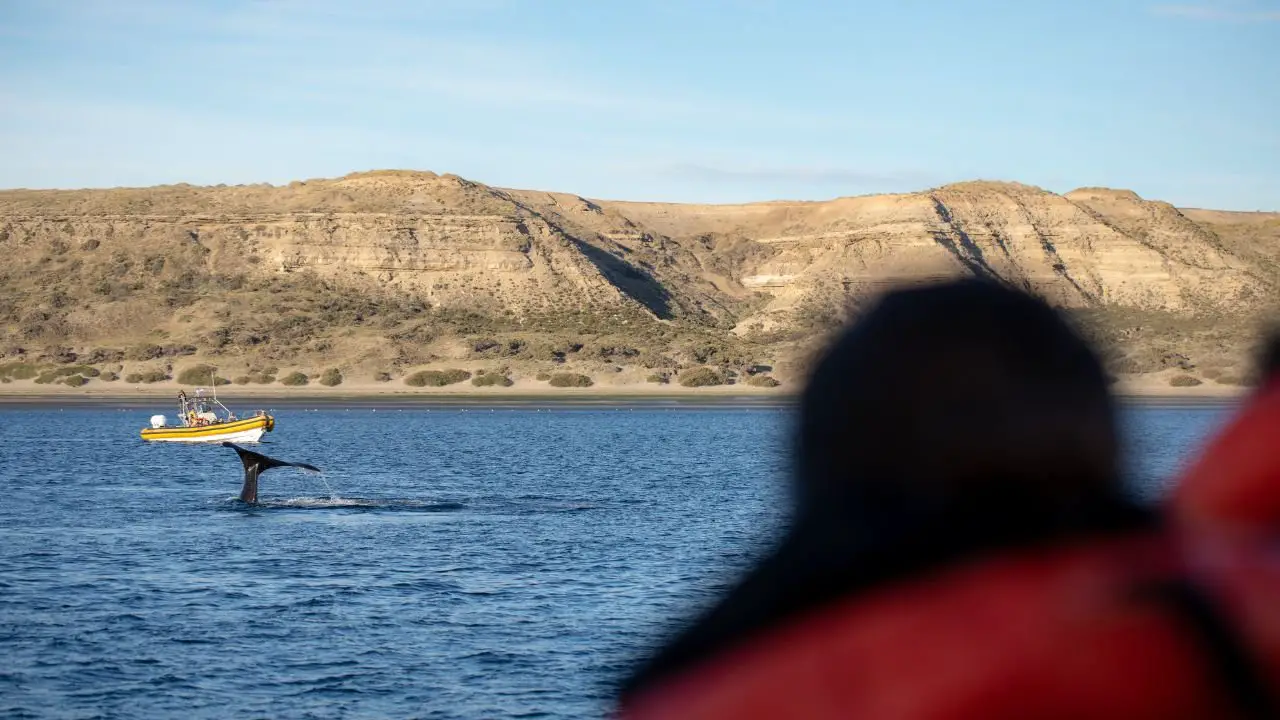 avistaje de ballenas en puerto piramides
